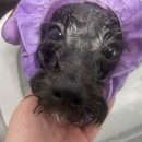 댕이발소 이미지