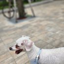 쉬다가개 애견호텔유치원 이미지