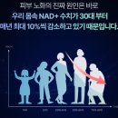 더뉴본 | 레스베라트롤 효능, NMN과 함께 먹는 이유? 2주 직접 먹어본 뉴벨라 솔직후기