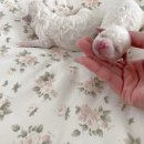 알곡켄넬 이미지