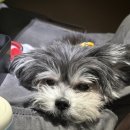 한남심장내과동물병원 이미지