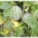 참빛농장 이미지