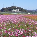 장성 노랑꽃 축제장을 보면서....^^ 이미지