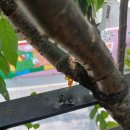 수목다실 이미지