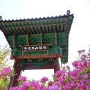4월21일 일요산행 - 비슬산 - 참꽃문화제 - 100명산 - 21,500 이미지