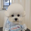 페어리몽드 이미지