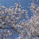 벚꽃팝콘🍿 만개한 구례&amp;하동 꽃놀이🌸 +벚굴 구입 후기