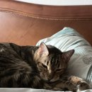 프라다당구장 이미지