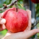 박용주농장 이미지