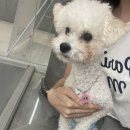 멍지트 이미지