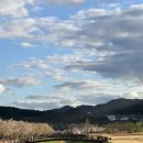 물금1길 | 황산 공원 축제 / 물금 벚꽃 축제 후기