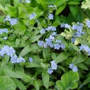 물망초forgetmenot 이미지