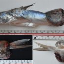 Arius jella의 피부 점액종(cutaneous myxoma) 이미지