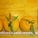 영숙농산물 이미지