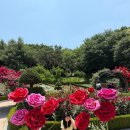 자이언트 플라워 장미와 함께한 부천 백만송이장미원 포토존 촬영 후기🌹