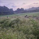 산양면 추산 여름 벌초 이미지