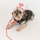 반려동물병원 이미지