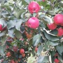 은티농장 이미지