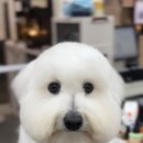 애견미용실 바비펫 이미지