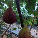 덕곡주유소 이미지