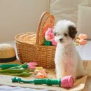 도그스케치 이미지