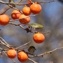 직전농장 이미지