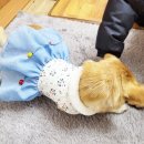 다온펫푸드 이미지