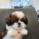 멍냥일번지 강아지분양고양이분양 의정부본점 | 의정부 강아지분양은 역시 멍냥일번지~!