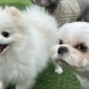 좋은소리유치원 이미지