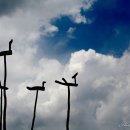 경안천습지생태공원 이미지