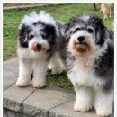 애견카페왕 이미지