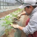 윤영숙농장 이미지