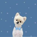 하얀이언니네 이미지