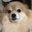 엘동물병원 | 엘녹스 아이드롭 내돈내산 강아지 탁망액 후기