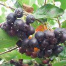 아로니아 이미지