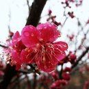 로그캐빈다래 이미지