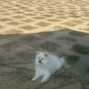 댕댕# | [김해 댕댕파크] 방문 후기