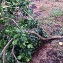 황금누리농장 이미지