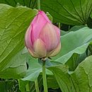 06 Jul. 2025 공주 정안천 생태공원 연꽃 연못과 메타세콰이어 길 산책 이미지