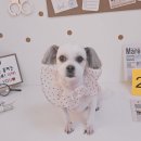 알콩달콩 애견미용실 이미지