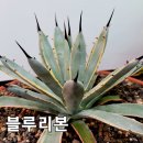 블루리본 이미지