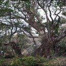 강정동-26 이미지