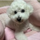 내사랑댕댕이 이미지