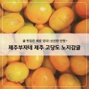 부자마트 | 귤 맛집은 따로 있다! 제주부자네 제주 고당도 노지감귤 4.5kg 생생 후기
