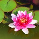 사랑문구 이미지