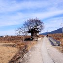 느티나무 이미지