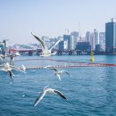 부산갈매기 이미지