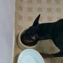 친환경 반려동물 소취제 아트 오브 스파이스로 냄새안녕~