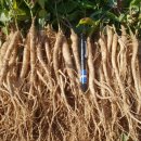 까치슈퍼 이미지