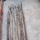 감태나무(연수목)과 지팡이 판매 이미지